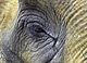 081003_Elefant-small