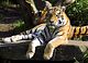 081003_Tiger-small