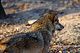 081230_Wolf-small