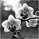 080723_Orchidee-small